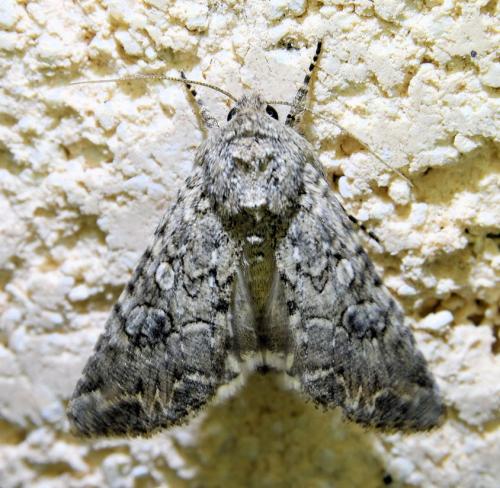 Réf. 336 372 : Anarta trifolii